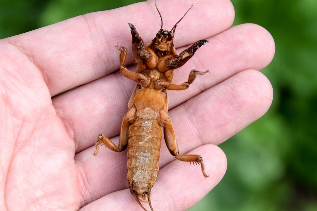 Tento zápach je pro biryuzovou veverku doslova smrtelný. Jedna věc, a funguje to jako terminátor škůdců